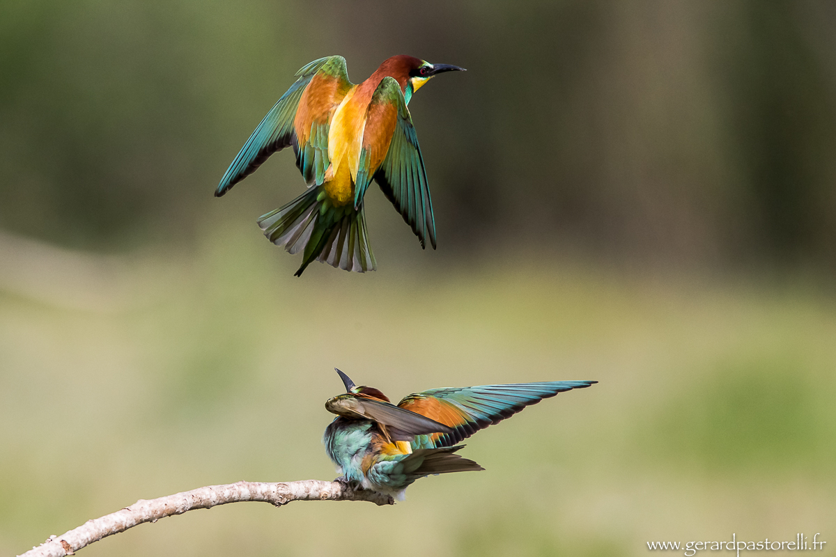 Bee eater 79